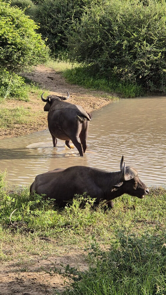 Kapama Private Reserve