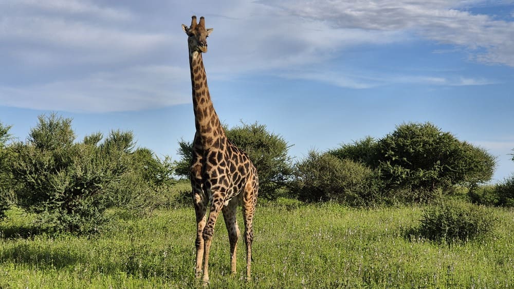 Kapama Private Reserve