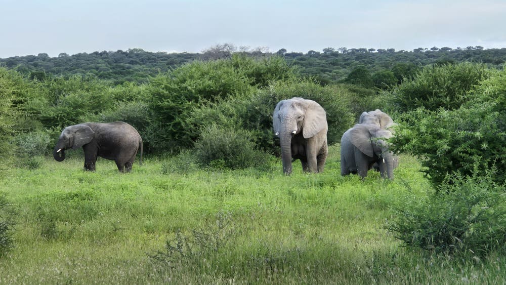 Kapama Private Reserve