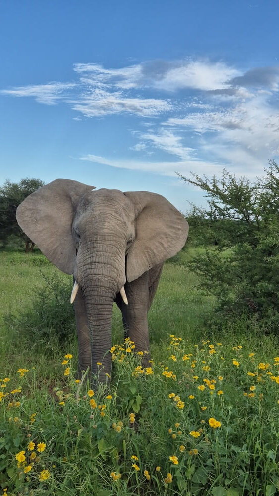 Kapama Private Reserve