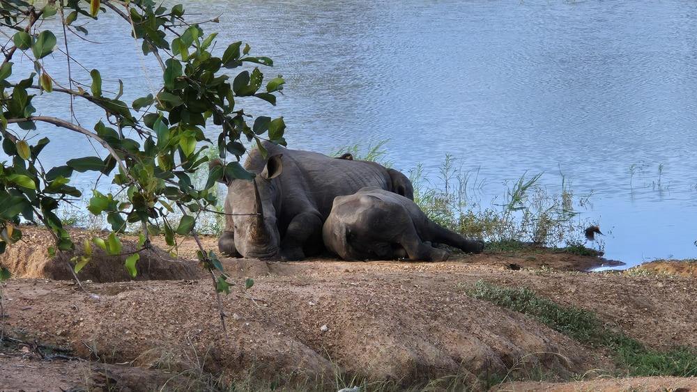 Kapama Safari