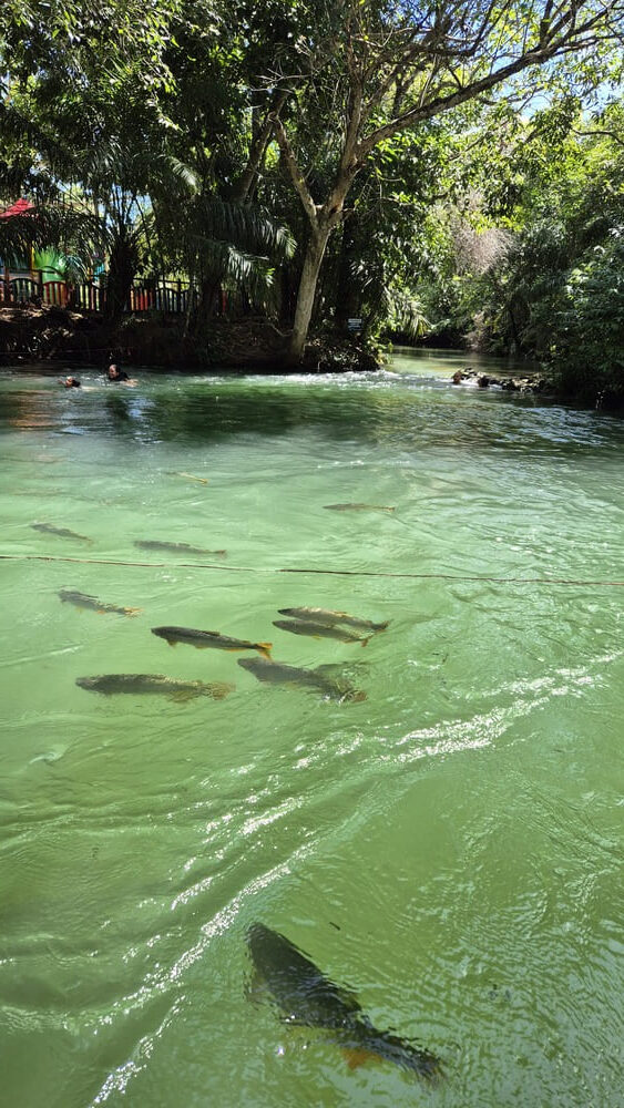 Bonito Eco Park Porto da Ilha