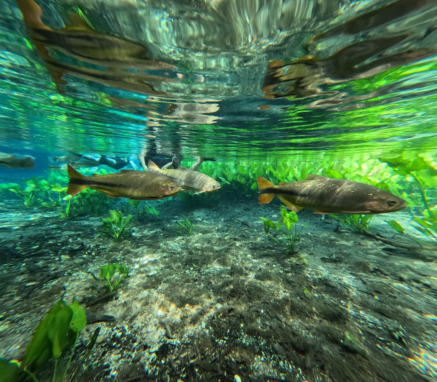 Bonito Aquario Natural